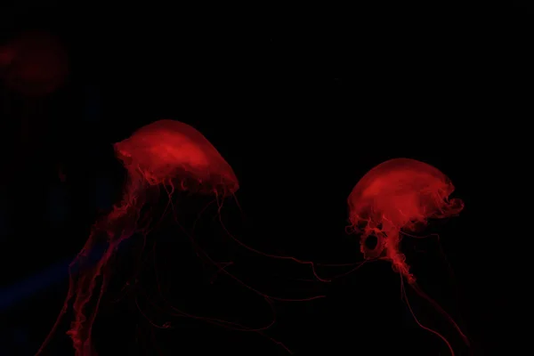 Two Jellyfishes Red Neon Light Black Background — Stock Photo, Image