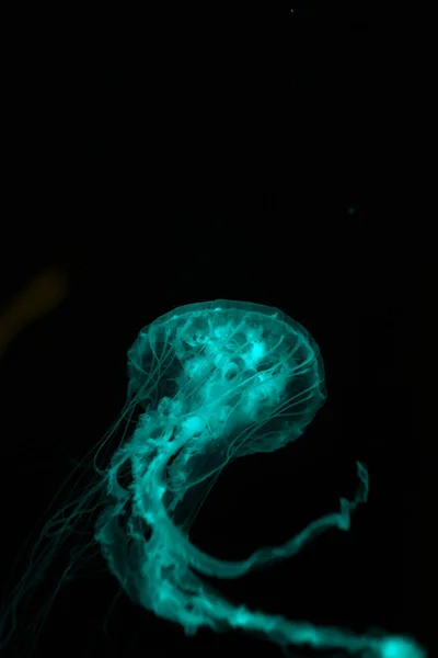 Medusas Con Tentáculos Luz Neón Verde Sobre Fondo Negro — Foto de Stock