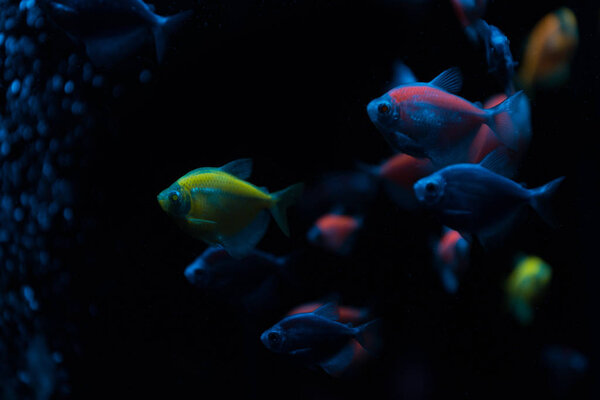 Selective focus of fishes with neon light on dark background