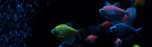Panoramic Shot Fishes Neon Light Dark Background — Stock Photo, Image