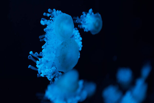 Selective focus of cassiopea jellyfishes in blue neon light on black background