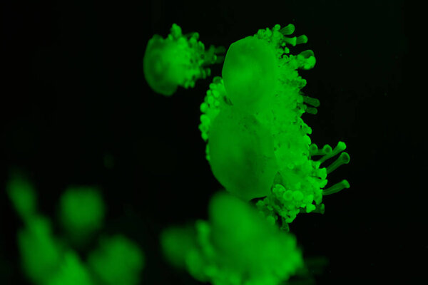 Селективный фокус медуз кассиопеи в зеленом неоновом свете на черном фоне
