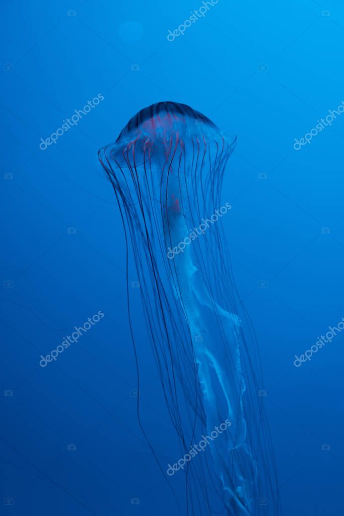 Japanese sea nettle jellyfish on blue background