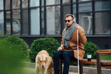 Blind man in headphones holding walking stick beside guide dog in park clipart