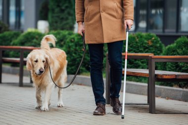 Sokak ortasında yürüyen bastonlu ve rehber köpekli kör adam manzarası.