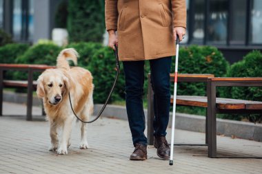 Cropped view of blind man with walking stick and guide dog walking on urban street