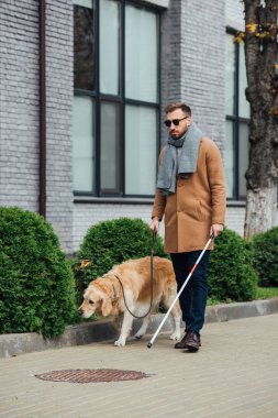 Sokakta elinde sopası olan kör bir adam rehber köpeğin tasmasını tutuyor.