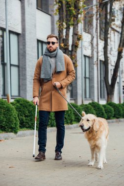 Şehir caddesinde rehber köpekle yürüyen kör adam.