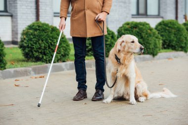 Kılavuz köpekli ve bastonlu kör adam manzarası