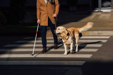 Sopalı ve rehber köpekli kör adam yaya geçidinde yürüyor.
