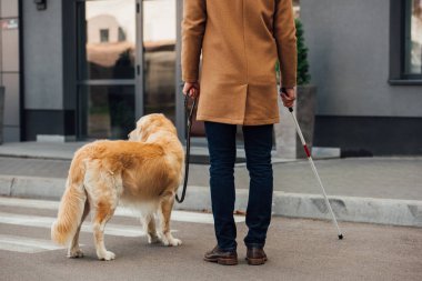 Cropped view of man with walking stick and guide dog standing beside crosswalk clipart
