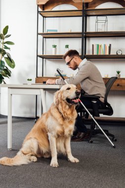 Golden Retriever 'ın yanındaki masada kitap okuyan kör adam.