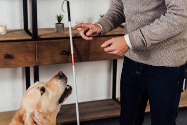 Cropped view of blind man training golden retriever at home clipart