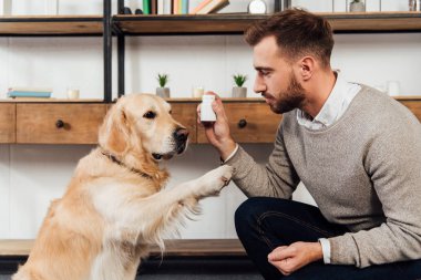 Golden retriever eğitirken ve evde vitaminli kavanoz tutarken.