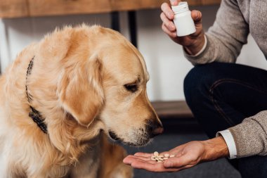 Evdeki Golden Retriever 'a vitamin veren adam manzarası.