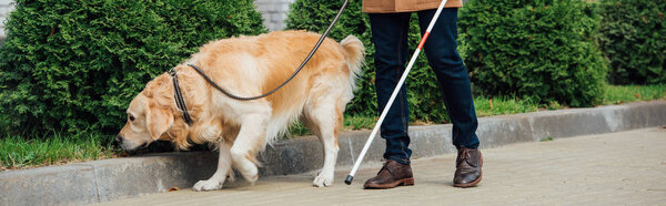 Cropped view of man with walking stick and guide dog on street, panoramic shot