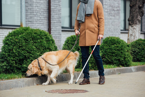 Cropped view of man with walking stick and guide dog walking on street