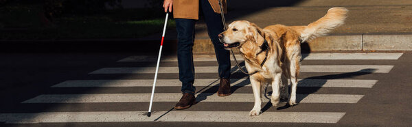 Cropped view of blind man with guide dog walking on crosswalk, panoramic shot