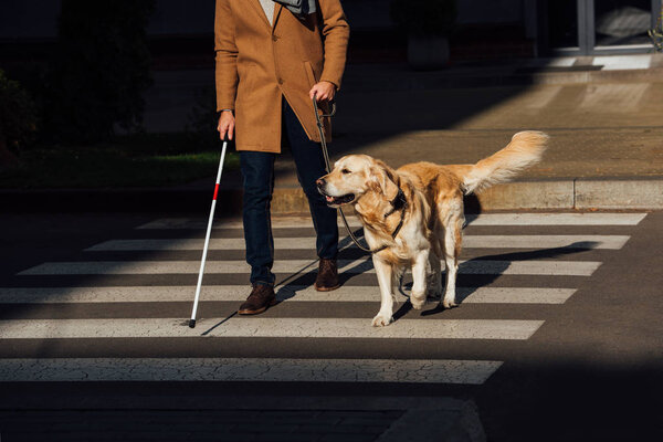 Cropped view of blind man with stick and guide dog walking on crosswalk