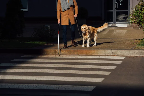 用棍棒和导盲犬站在人行横道旁边的景象 — 图库照片