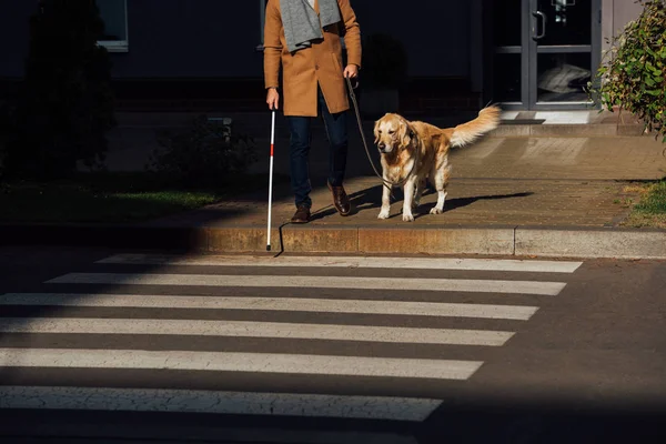 Vista Recortada Del Hombre Con Palo Perro Guía Pie Junto — Foto de Stock