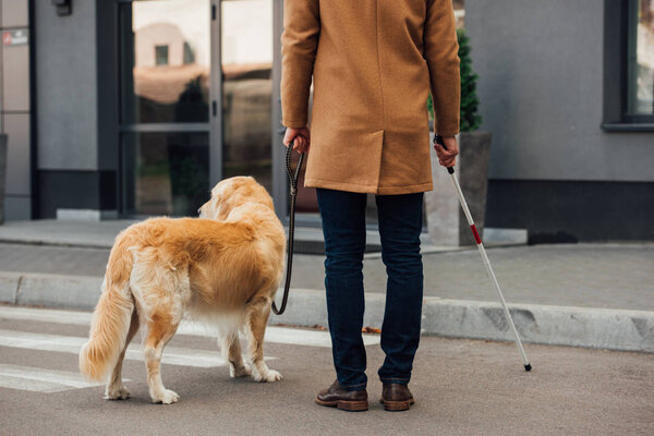 Cropped view of man with walking stick and guide dog standing beside crosswalk