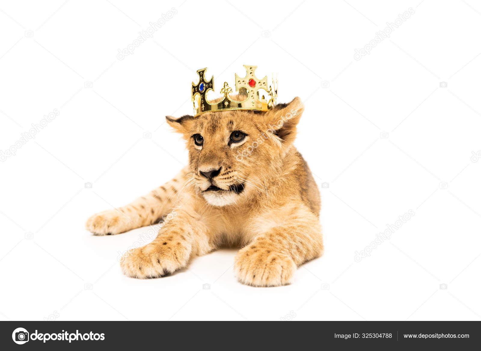 Lionceau Mignon Images Libres De Droit Photos De Lionceau Mignon Depositphotos