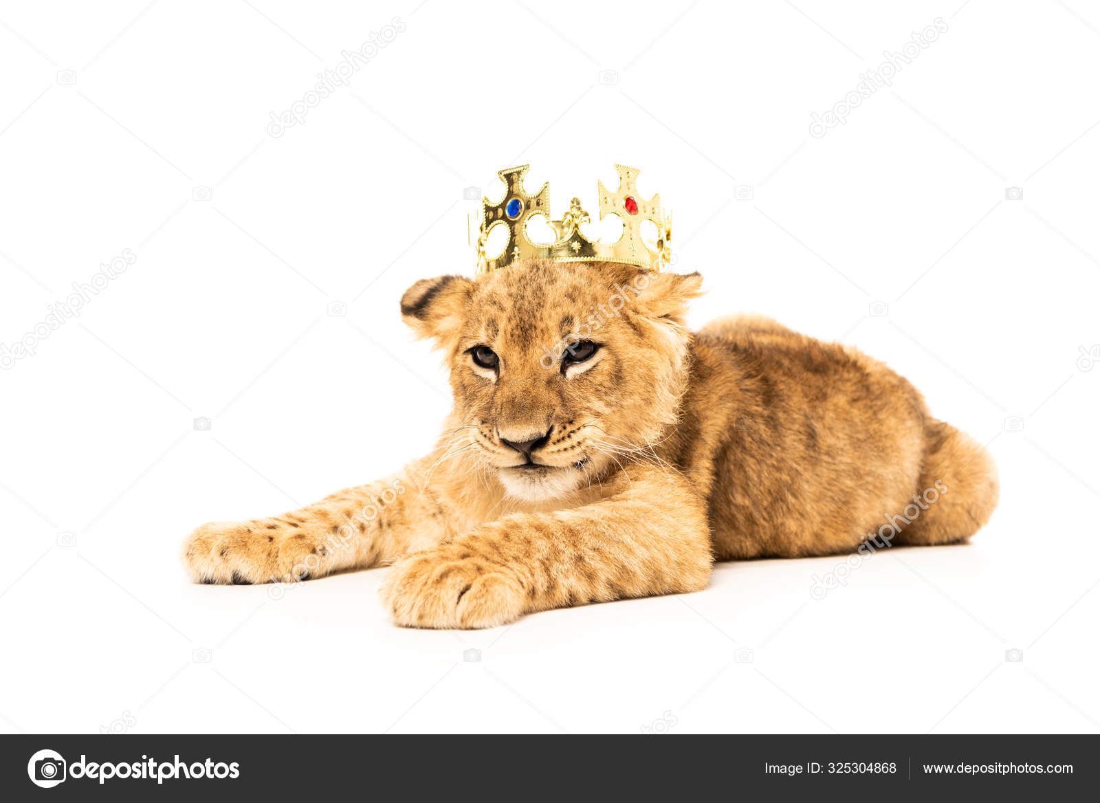Lionceau Mignon Images Libres De Droit Photos De Lionceau Mignon Depositphotos Lionceau Mignon Images Libres De Droit Photos De Lionceau Mignon Depositphotos