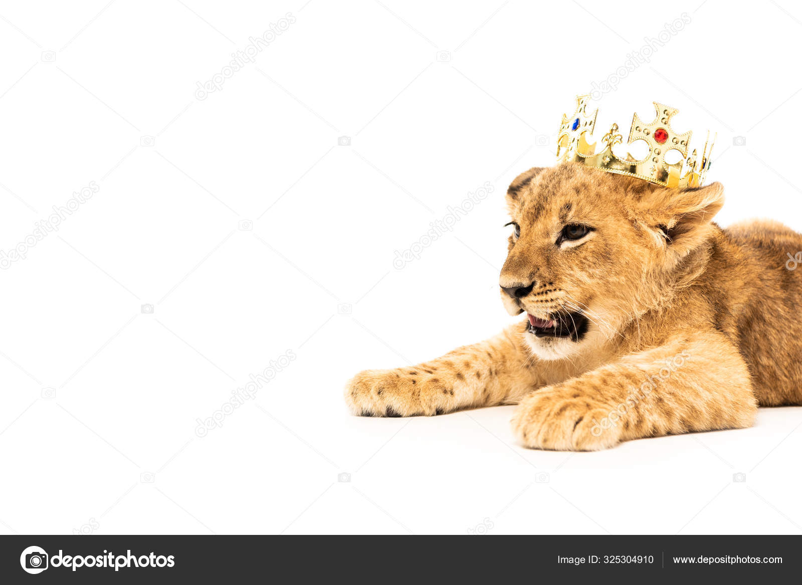 Lionceau Mignon Images Libres De Droit Photos De Lionceau Mignon Depositphotos