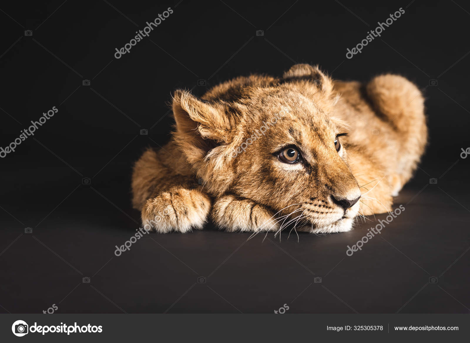 Adorable Lionceau Couche Isole Sur Noir Adorable Lionceau Couche Isole Sur Noir