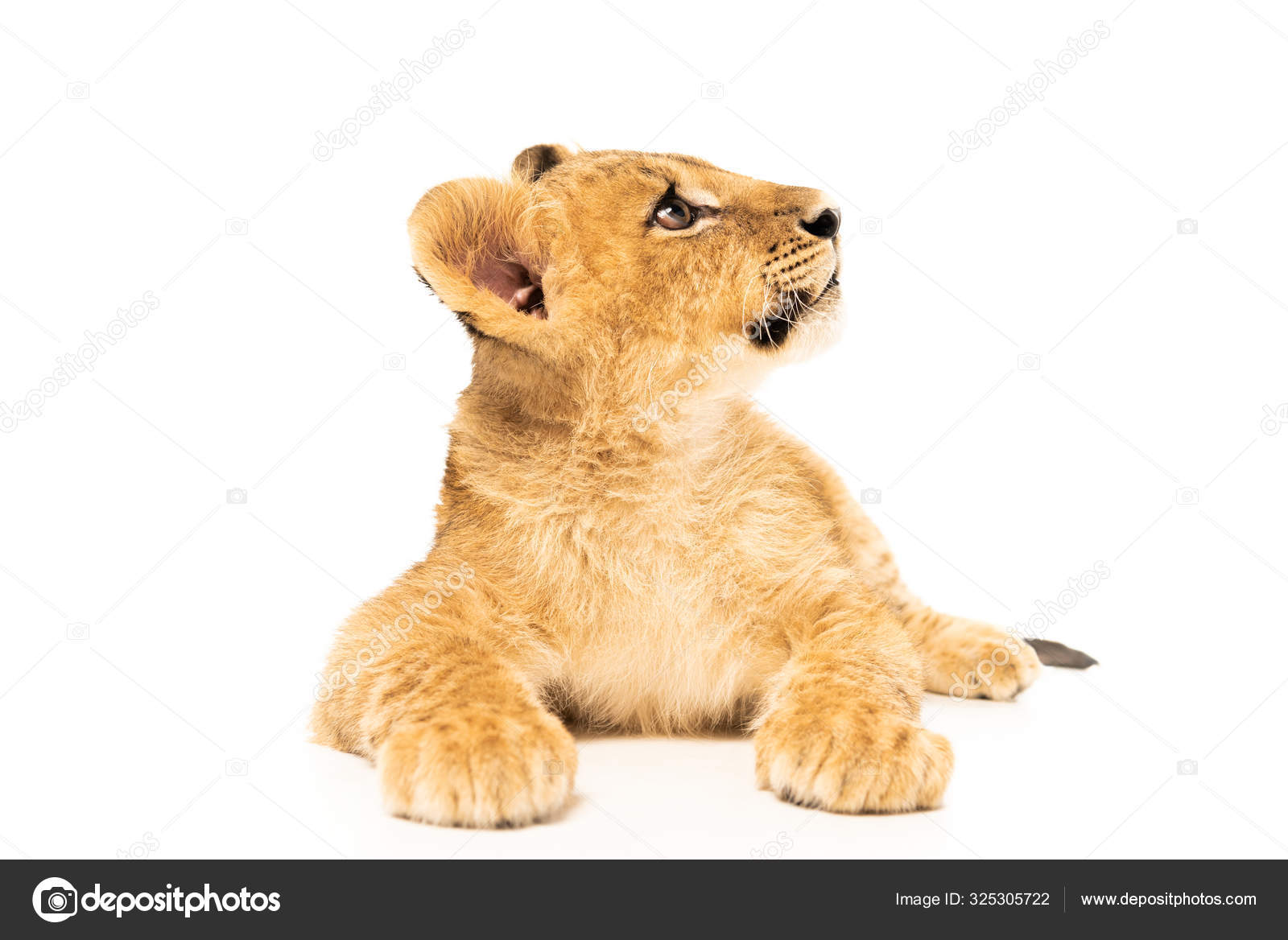 Lionceau Mignon Images Libres De Droit Photos De Lionceau Mignon Depositphotos