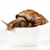 close up view of brown snail on cosmetic cream container isolated on white