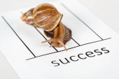 close up view of slimy brown snail on white paper with success lettering isolated on white