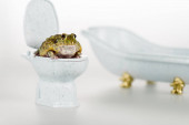 selektiver Fokus des lustigen grünen Frosches auf kleiner Toilettenschüssel in der Nähe von Luxus-Badewanne isoliert auf Weiß