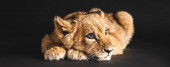 rozkošné lví mládě ležící izolované na černé, panoramatický výstřel
