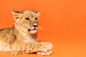 roztomilý lev mládě ležící na oranžovém pozadí