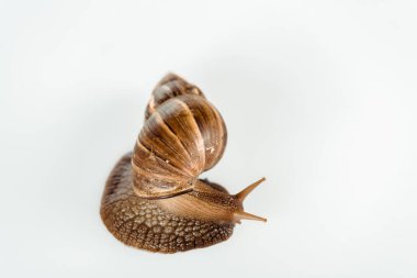 top view of slimy brown snail isolated on white clipart