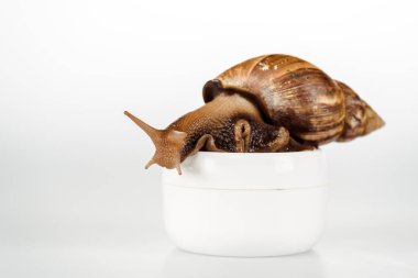 brown snail on cosmetic cream container on white background clipart