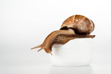 brown snail on cosmetic cream container on white clipart