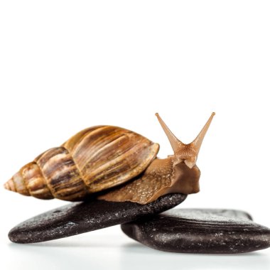 Beyaz üzerine izole edilmiş spa taşlarının üzerindeki kahverengi salyangozun yakın görüntüsü