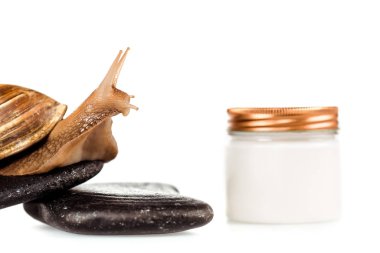 Beyaz üzerine izole edilmiş kozmetik krem kabı yakınındaki spa taşlarındaki kahverengi salyangoz manzarasını kapat.