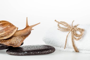 close up view of brown snail on spa stones near cotton towel isolated on white clipart
