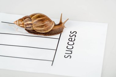 slimy brown snail on white paper with success lettering isolated on white clipart