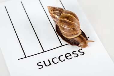 slimy brown snail on white paper with success lettering isolated on white clipart