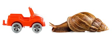 slimy brown snail near red toy car isolated on white, panoramic shot clipart