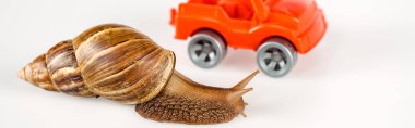 selective focus of slimy brown snail near red toy car isolated on white, panoramic shot clipart