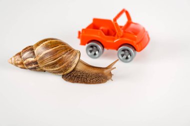 selective focus of slimy brown snail near red toy car isolated on white clipart