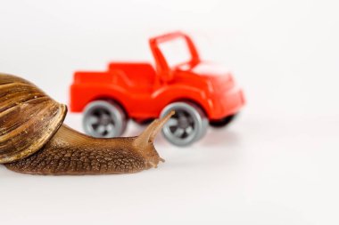 selective focus of slimy brown snail near red toy car isolated on white clipart