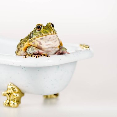 close up view of cute green frog in small luxury bathtub isolated on white clipart