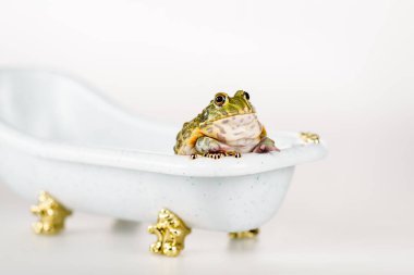 cute green frog in small luxury bathtub isolated on white clipart